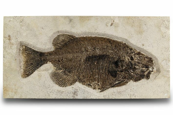 Scarce Fossil Fish (Phareodus) - Wall Mount #300196